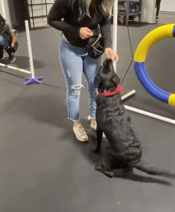 출처 : Facebook Jimmy & Clarence / 간식 먹으려고 일어난 개