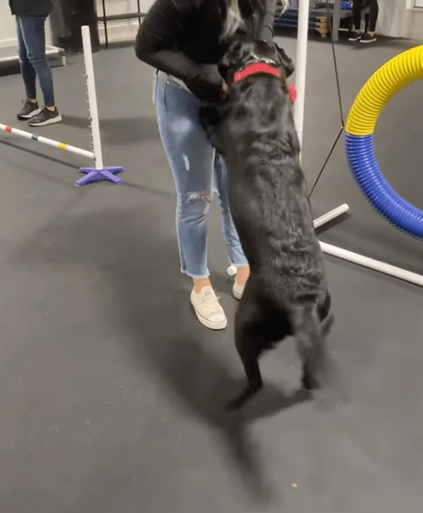 출처 : Facebook Jimmy & Clarence / 간식 먹으려고 일어나 밀어버리는 개