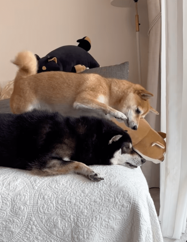 출처 : Instagram @tume_ponzu_mirin / 놀자는 동생 시바와 귀찮은 언니 시바