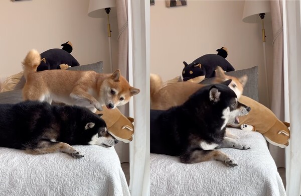 출처 : Instagram @tume_pomz_mirin/