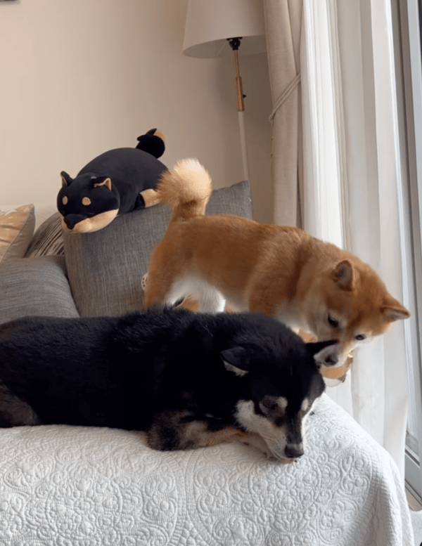 출처 : Instagram @tume_ponzu_mirin / 동생에게 고개를 돌려버리는 언니 시바견