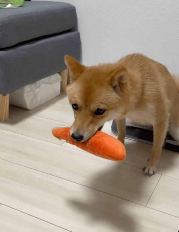 출처 : Instagram @ mameshiba_rocon / 화장실에서 소변보는 시바견