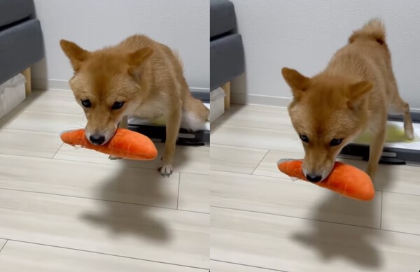 출처 : Instagram @ mameshiba_rocon / 절대 떨어뜨리지 않고 소변보는 시바견