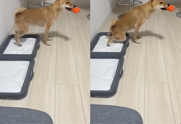 출처 : Instagram @ mameshiba_rocon / 절대 떨어뜨리지 않고 소변보는 시바견