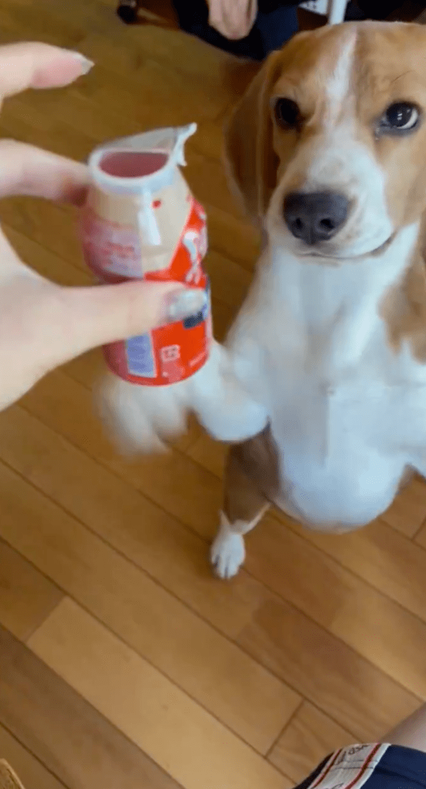 출처 : X @beagle_0408 / 야쿠르트를 툭툭 쳐보는 비글