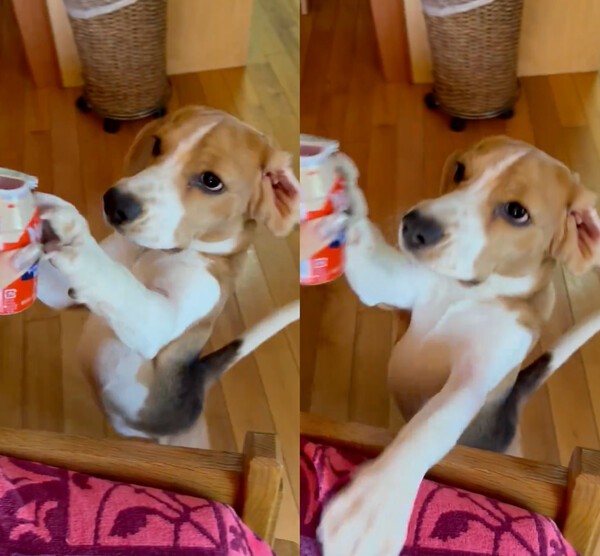 출처 : X @beagle_0408 / 야쿠르트 맛을 보고 싶은 비글