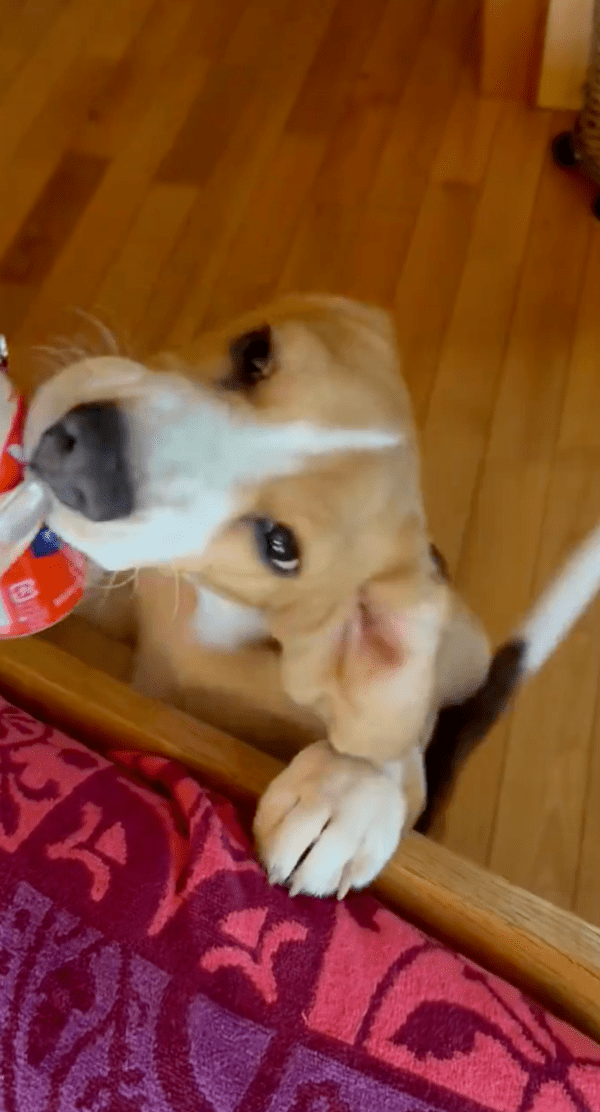 출처 : X @beagle_0408 / 어떻게든 맛보고 싶은 비글