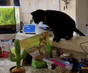 노래 부르며 춤추는 선인장이 마음에 안 들었던 ㅇㅇㅇ