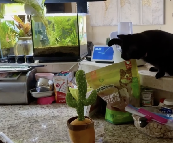 출처 : Reddit / 팔을 뻗어 인형을 때릴 준비하는 고양이