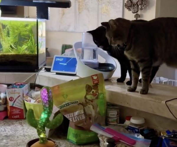 출처 : Reddit / 움직이는 선인장에 다가온 또 다른 고양이