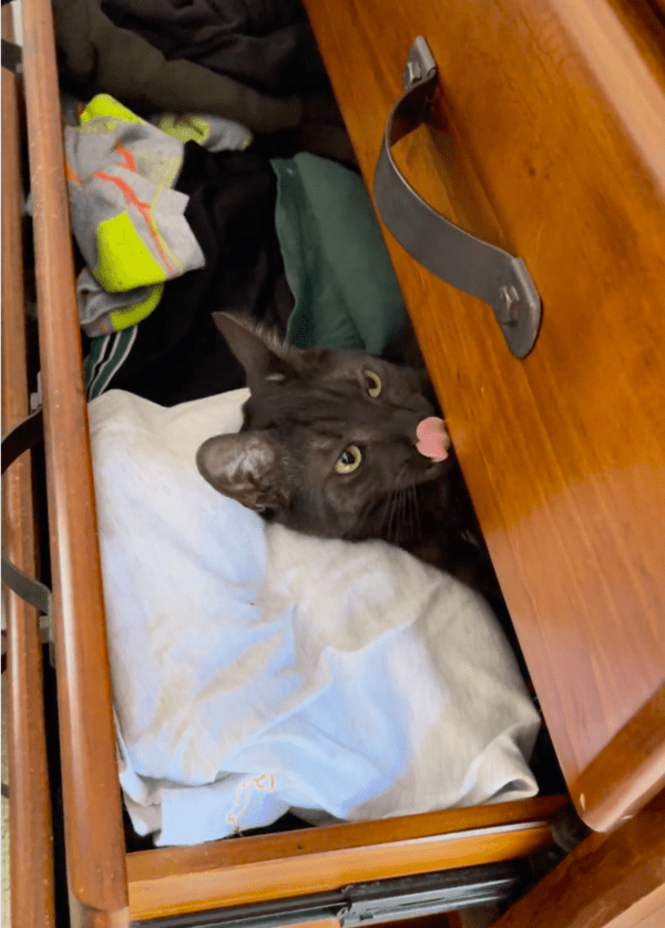 출처: Reddit / 뭔가 생각하는 고양이