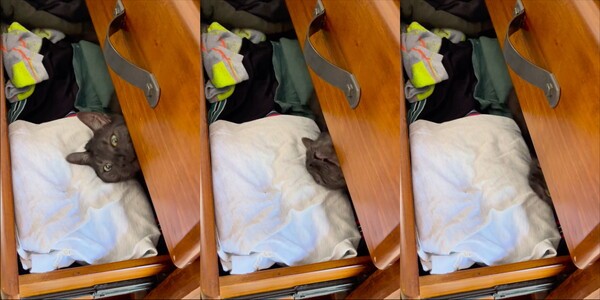 출처: Reddit / 순식간에 사라진 고양이