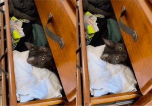 순간이동, 불가능하다고? 고양이한테는 아닐걸