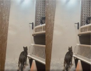 매일 아침, 고양이에게 문을 열어준 건 누구였을까?