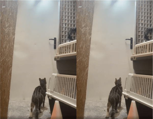 출처: Reddit / 고양이 문 열어준 사람은 누구일까?