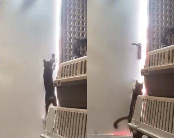 출처: Reddit / 문 열고 나가는 고양이