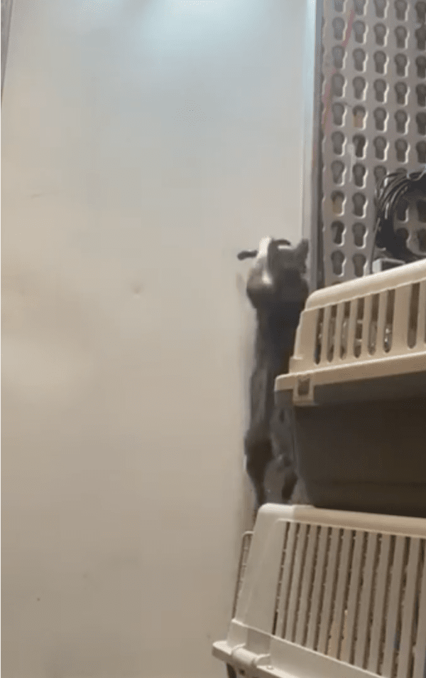 출처: Reddit / "문 연거? 나야"