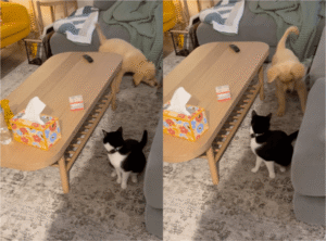 두 털 뭉치의 새벽 4시 추격전