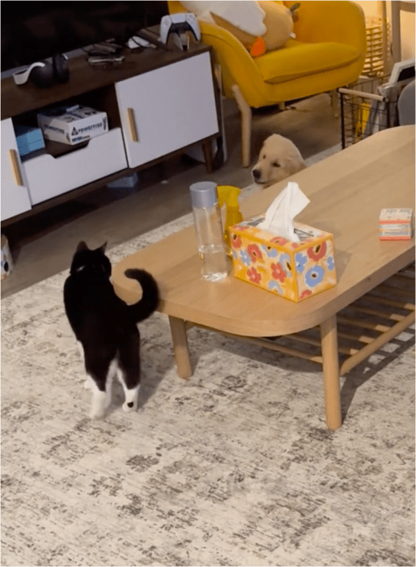 출처: Reddit / 술래잡기하는 강아지와 고양이