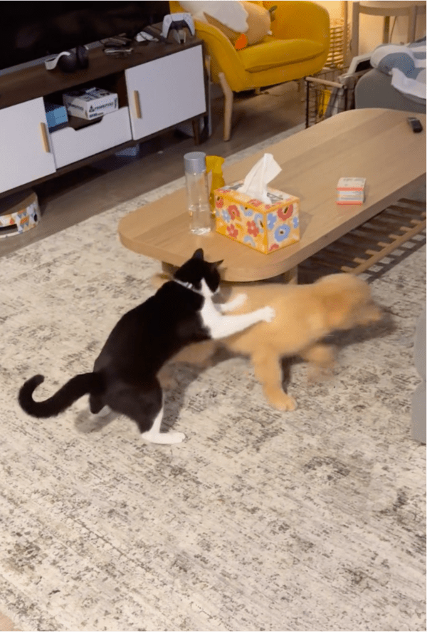 출처: Reddit / 고양이 손짓에도 쏙 빠져나가는 강아지