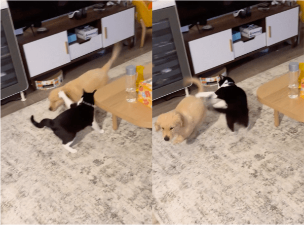 출처: Reddit / 냥펀치 날리는 고양이