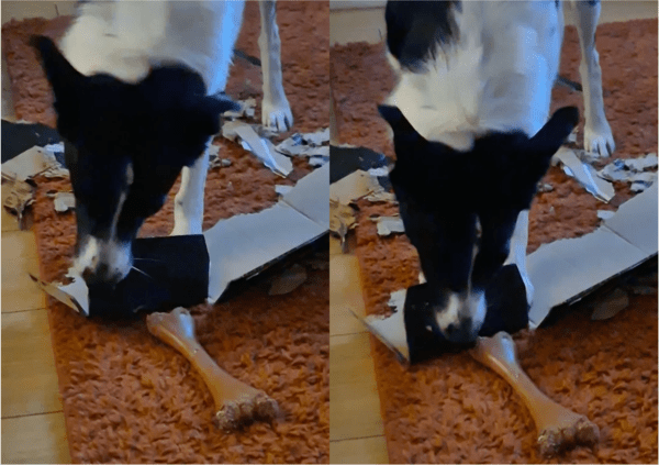 출처: Reddit / 종이박스를 물어뜯는 보더콜리