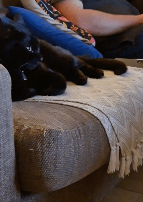 출처: Reddit / 한심하게 쳐다보는 고양이