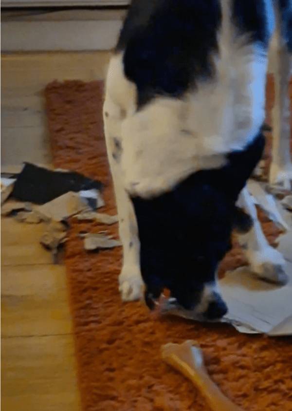 출처: Reddit / 무아지경 보더콜리