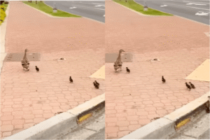 도심 나들이 나온 새끼 오리들의 작지만 큰 도전