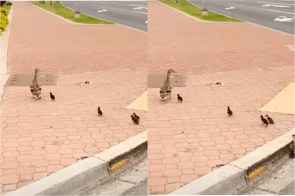 출처: Reddit / 나들이 나온 오리 가족