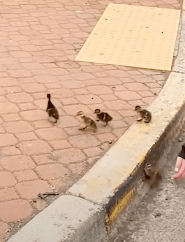 출처: Reddit / 도움의 손길을 받고 올라간 새끼 오리들