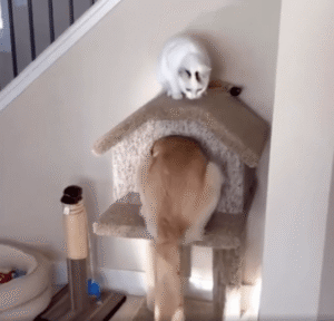 “죄송한데 여기 제 집이거든요.” 고양이의 한숨