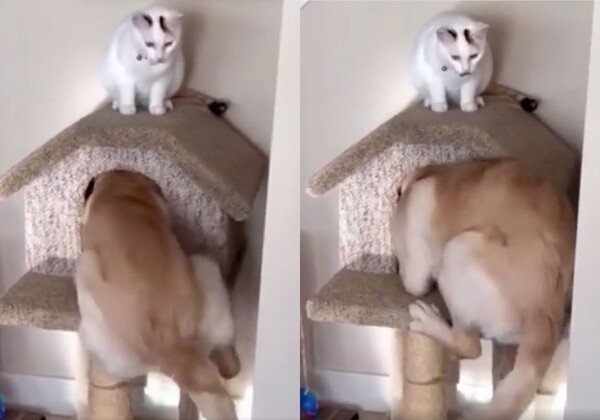 출처 : Reddit / 캣타워 집에 들어가려 몸을 이리저리 움직이는 리트리버