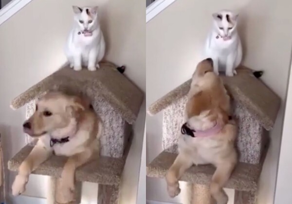 출처 : Reddit / 캣타워 집을 뺏긴 고양이와 능청스러운 리트리버