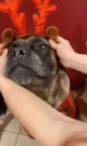 올해 크리스마스는 우리 코로 밝히겠다는 ㅇㅇㅇ들