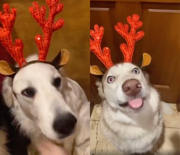출처 : Reddit / 크리스마스를 준비하는 대형견들
