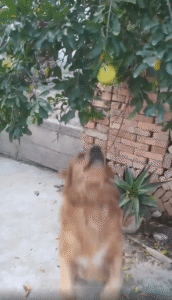 조금만 더 뛰면 닿을 것 같은데! 1% 아쉬운 그의 점프