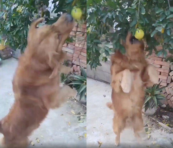 출처 : Reddit / 석류를 먹기 위해 점프하는 리트리버