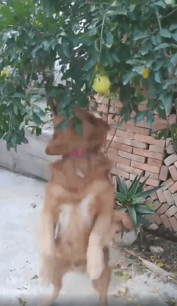 출처 : Reddit / 서서 석류를 집어보려는 리트리버