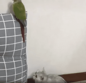 오늘의 사냥감과 숨막히는 아이 컨택