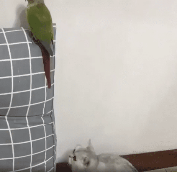 출처 : Reddit / 뒤돌아있는 앵무새를 노리는 고양이