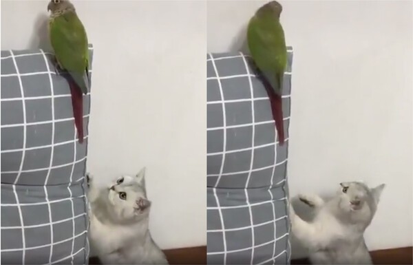 출처 : Reddit / 다가가는 고양이 낌새를 눈치채고 뒤돌아본 앵무새