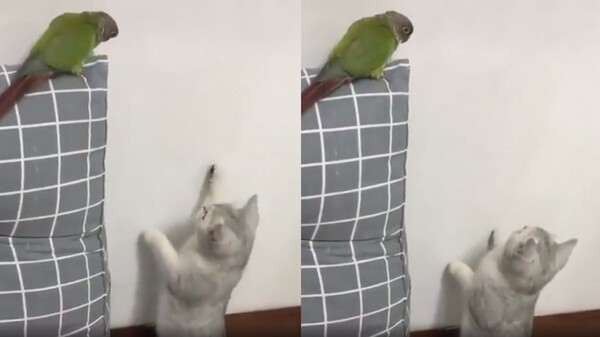 출처 : Reddit / 자기를 쳐다보는 앵무새가 부담스러운 고양이