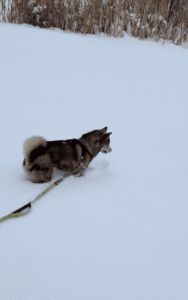 쌓인 눈을 피해보려는 ㅇㅇㅇ, 노력의 결실은?