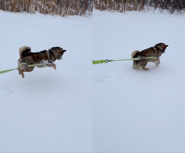 출처 : Reddit / 눈 위를 점프하는 시바견
