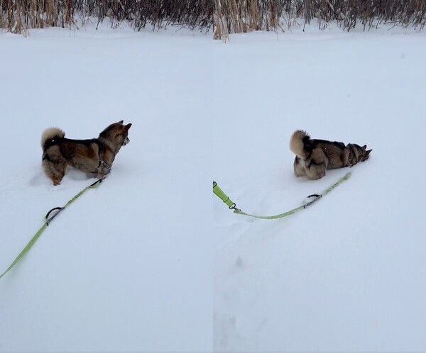 출처 : Reddit / 눈에 얼굴까지 파묻힌 시바견