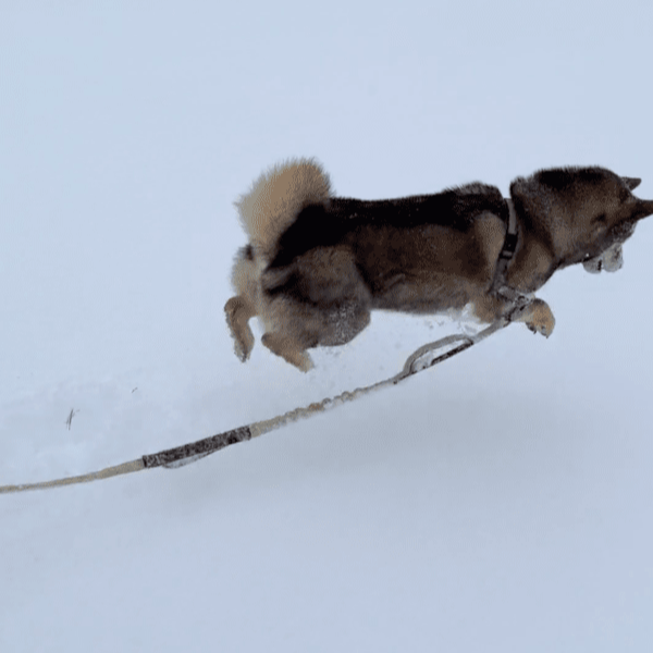 출처 : Reddit / 눈이 좋아 점프하는 시바견