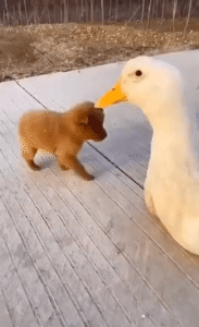 엄마 오리 위로 올라가 “날아 올라!”