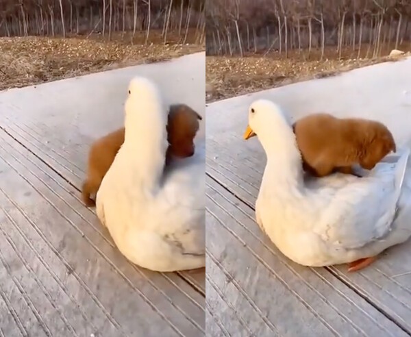 출처 : Reddit / 쉽게 올라타는 강아지와 익숙한 듯 기다려주는 오리