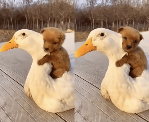 출처 : Reddit / 오리 목을 꼭 껴안고 있는 강아지